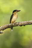 Image. Buff-breasted Paradise Kingfisher