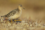 Image. Buff-breasted Sandpiper