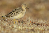 Image. Buff-breasted Sandpiper