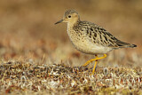 Image. Buff-breasted Sandpiper