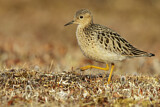 Image. Buff-breasted Sandpiper