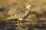 Image. Buff-breasted Sandpiper