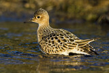 Image. Buff-breasted Sandpiper