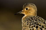 Image. Buff-breasted Sandpiper