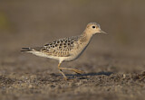 Image. Buff-breasted Sandpiper