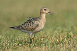 Image. Buff-breasted Sandpiper