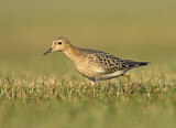 Image. Buff-breasted Sandpiper