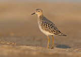 Image. Buff-breasted Sandpiper
