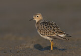 Image. Buff-breasted Sandpiper