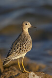 Image. Buff-breasted Sandpiper