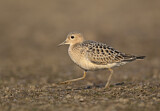 Image. Buff-breasted Sandpiper