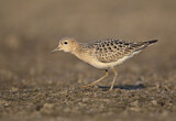 Image. Buff-breasted Sandpiper