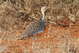 Image. Buff-crested Bustard