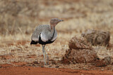 Image. Buff-crested Bustard