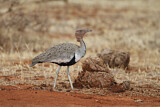 Image. Buff-crested Bustard
