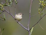 Image. Buff-rumped Thornbill