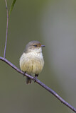 Image. Buff-rumped Thornbill