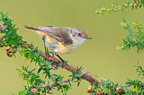 Image. Buff-rumped Thornbill