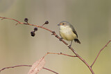 Image. Buff-rumped Thornbill
