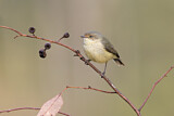 Image. Buff-rumped Thornbill