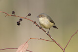 Image. Buff-rumped Thornbill