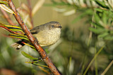 Image. Buff-rumped Thornbill