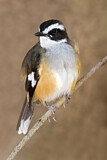 Image. Buff-sided Robin