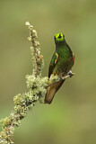Image. Buff-tailed Coronet