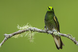 Image. Buff-tailed Coronet