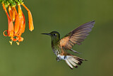 Image. Buff-tailed Coronet