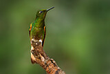 Image. Buff-tailed Coronet