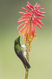 Image. Buff-tailed Coronet