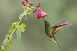 Image. Buff-tailed Coronet