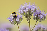 Image. Buff-tailed bumble bee