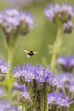 Image. Buff-tailed bumble bee