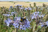 Image. Buff-tailed bumble bee