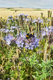 Image. Buff-tailed bumble bee