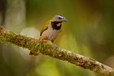 Image. Buff-throated Saltator