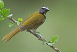 Image. Buff-throated Saltator