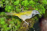 Image. Buff-throated Saltator