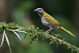 Image. Buff-throated Saltator
