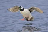Image. Bufflehead