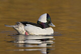 Image. Bufflehead