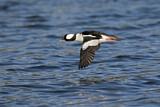 Image. Bufflehead
