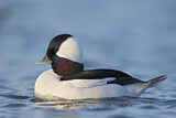 Image. Bufflehead