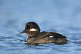 Image. Bufflehead