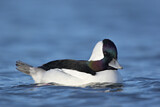 Image. Bufflehead