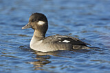 Image. Bufflehead