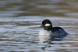 Image. Bufflehead