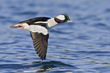 Image. Bufflehead